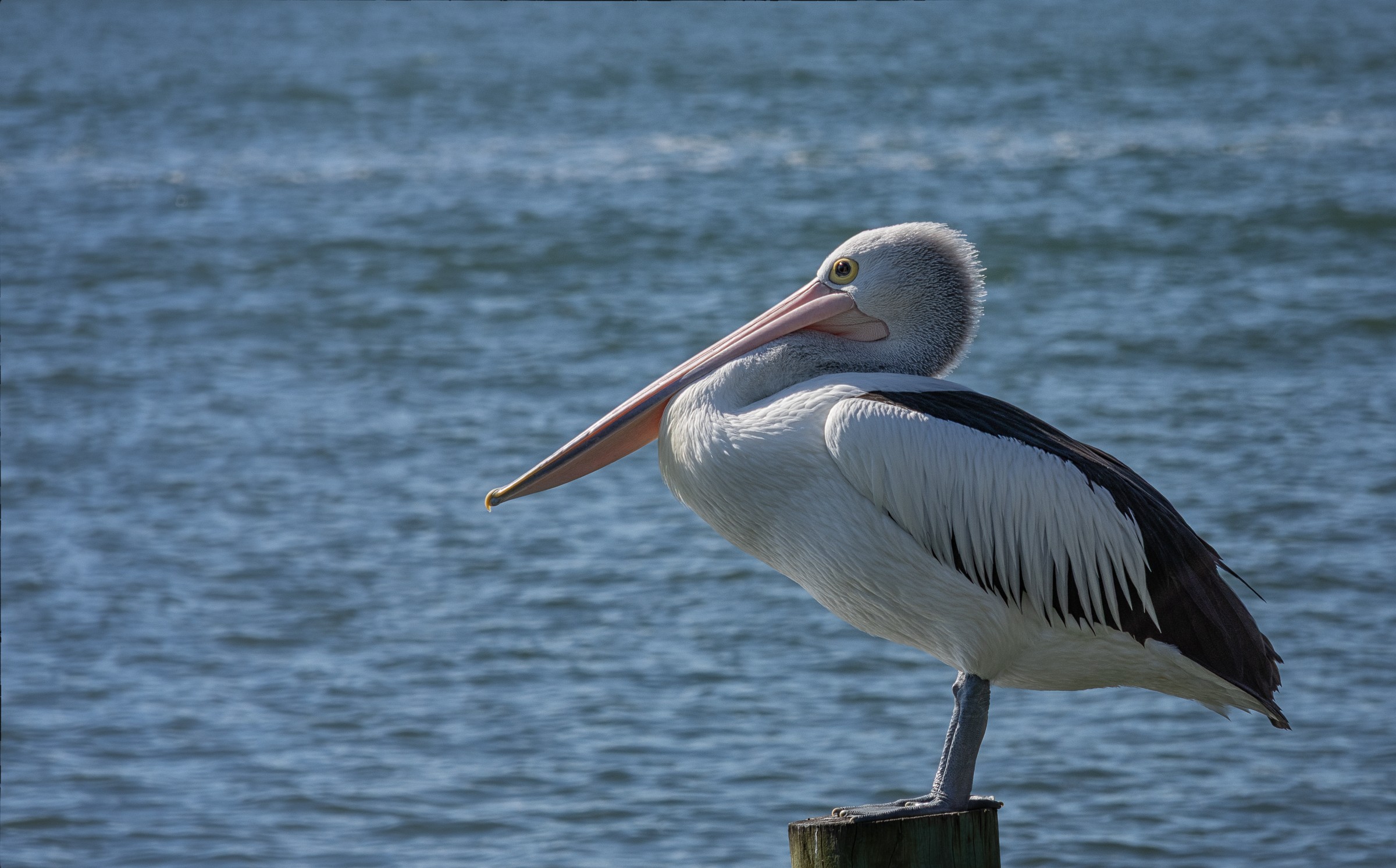 Nature and Animals