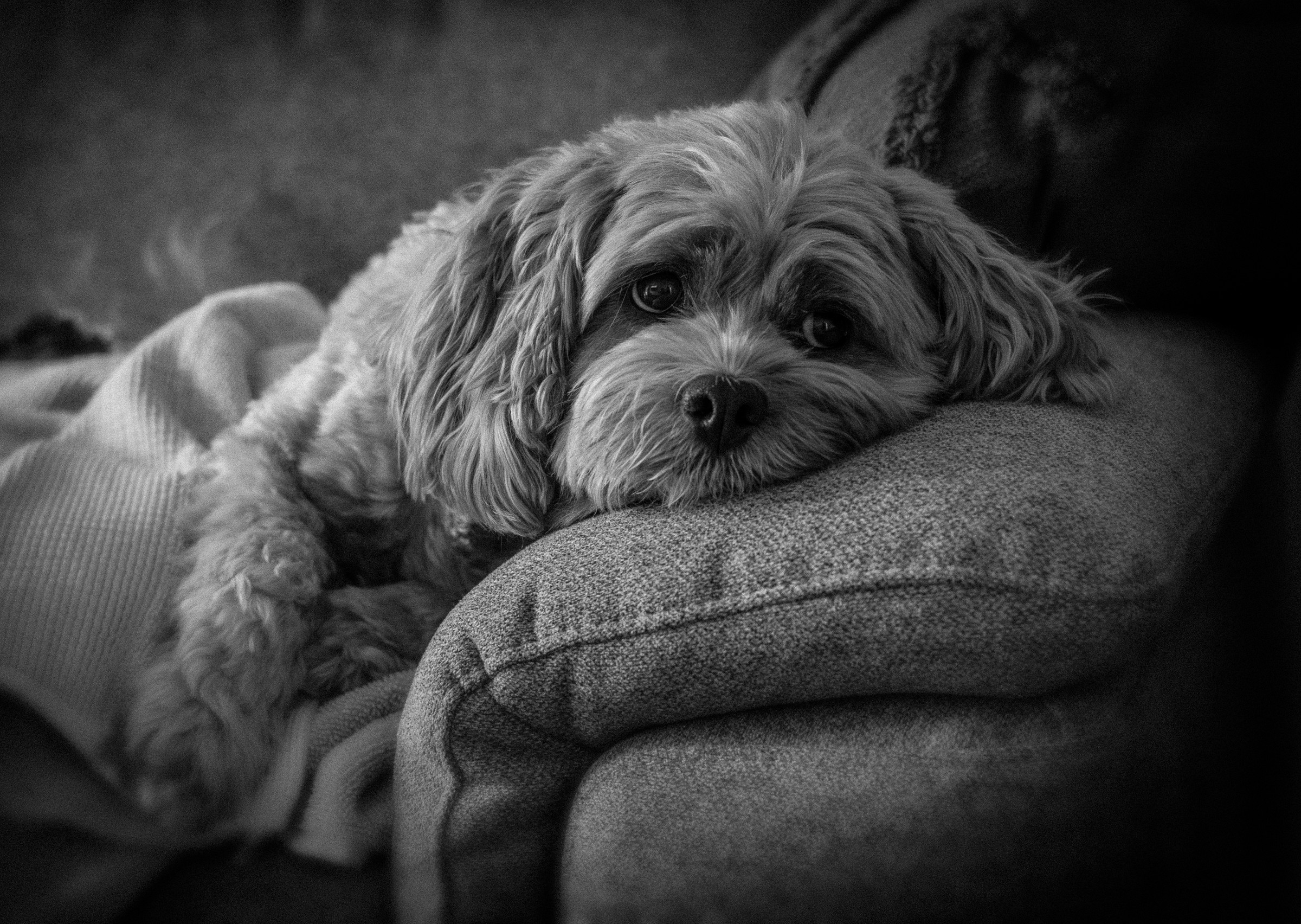 Over-loved dog sadly waiting for more pats